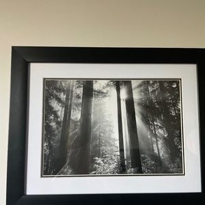 Black and white photo of a forest